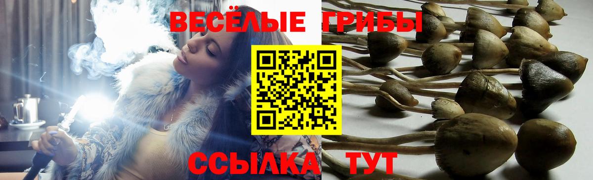 Псилоцибиновые грибы мицелий Алексин